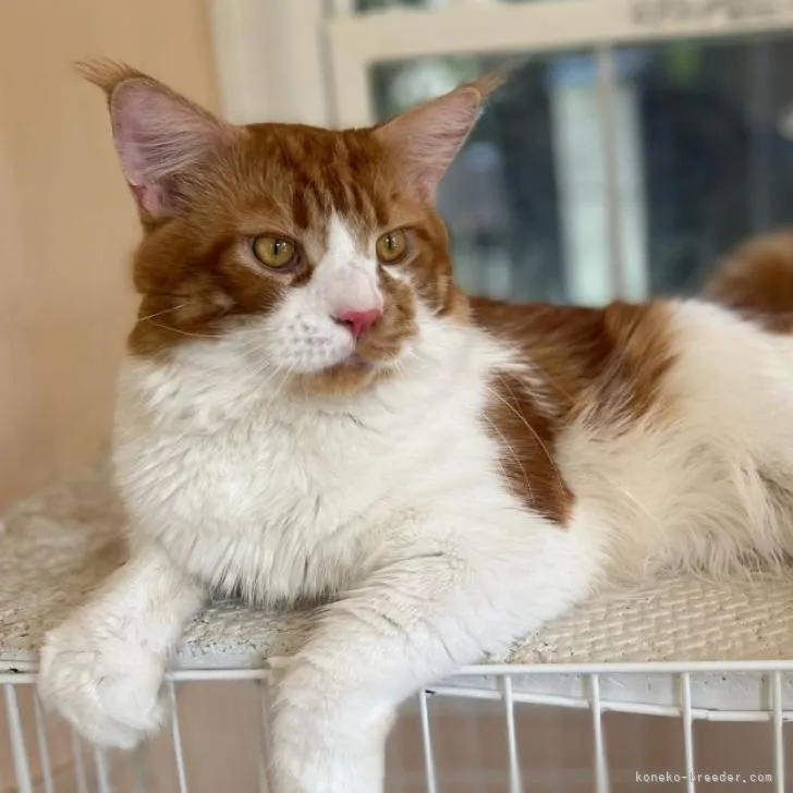 marron 様のお迎えした子猫