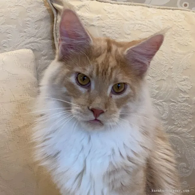 ID：2110-02556の子猫