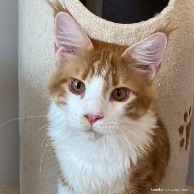 ID：2201-00284の子猫