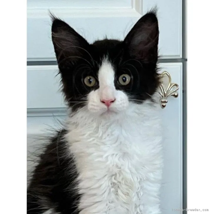 ID：2210-01501の子猫