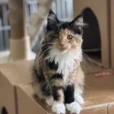 メインクーン【神奈川県・女の子・2025年2月27日・トーティーシェル&ホワイト】の写真5