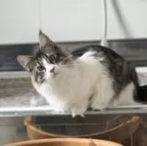 メインクーン【神奈川県・女の子・2025年2月27日・ブラウンマッカレルタビー&ホワイト】の写真5