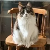 メインクーン【神奈川県・女の子・2025年2月27日・ブラウンマッカレルタビー&ホワイト】の写真4「１２月撮影」