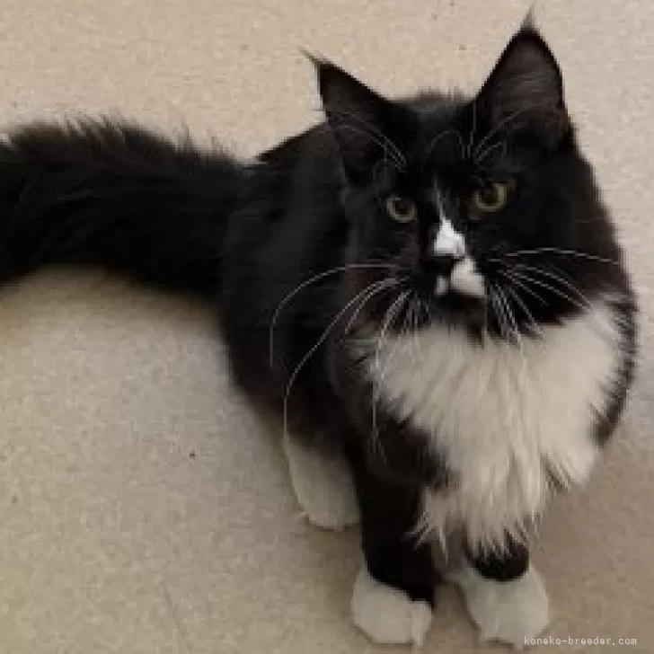 ID:2501-02689の子猫