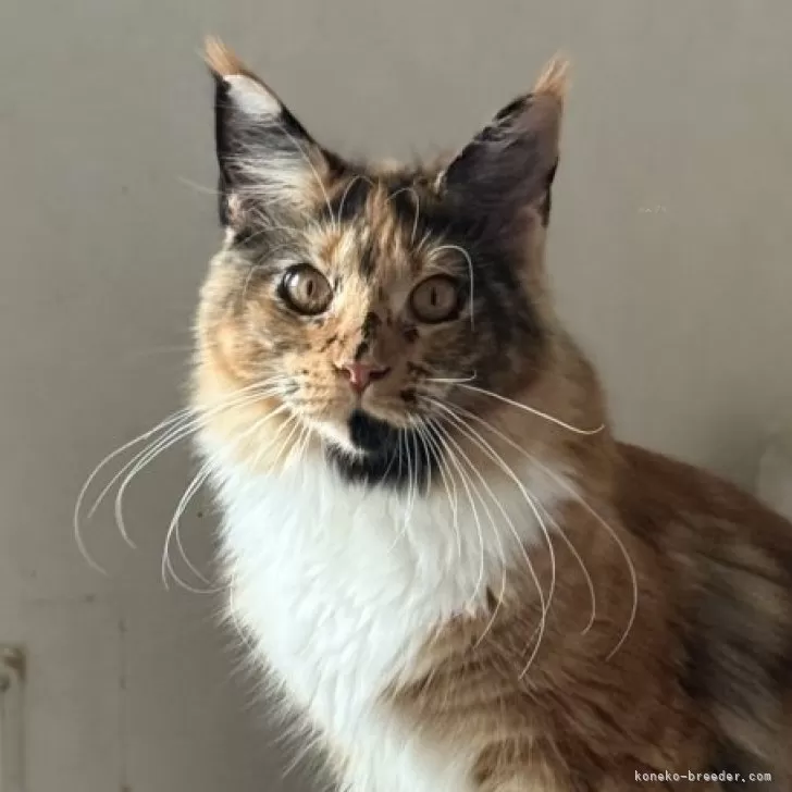 メインクーン【神奈川県・女の子・2025年2月27日・トーティーシェル&amp;ホワイト】の写真1「10月撮影」