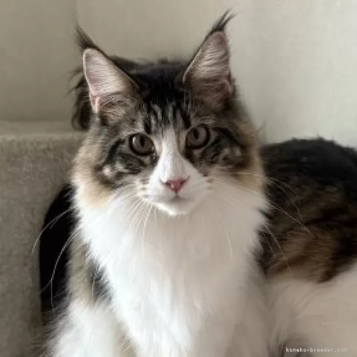 メインクーン【神奈川県・女の子・2025年2月27日・ブラウンマッカレルタビー&amp;ホワイト】の写真1「10月撮影」