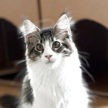 メインクーン【神奈川県・女の子・2025年2月27日・ブラウンマッカレルタビー&ホワイト】の写真「☆美猫☆ひざ乗り猫☆接待猫☆☆」
