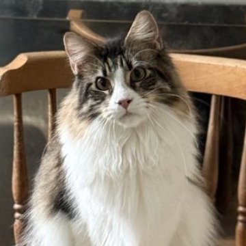 メインクーン【神奈川県・女の子・2025年2月27日・ブラウンマッカレルタビー&ホワイト】の写真「☆美猫☆ひざ乗り猫☆接待猫☆☆」