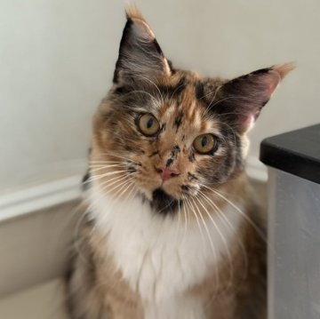 メインクーン【神奈川県・女の子・2025年2月27日・トーティーシェル&ホワイト】の写真「☆美猫☆ひざ乗り猫☆接待猫☆☆」