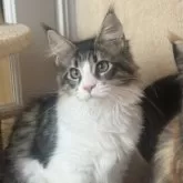 メインクーン【神奈川県・女の子・2025年2月27日・ブラウンマッカレルタビー&ホワイト】の写真6