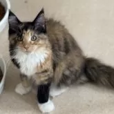 メインクーン【神奈川県・女の子・2025年2月27日・トーティーシェル&ホワイト】の写真7