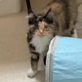 メインクーン【神奈川県・女の子・2025年2月27日・トーティーシェル&ホワイト】の写真9