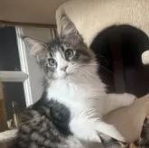 メインクーン【神奈川県・女の子・2025年2月27日・ブラウンマッカレルタビー&ホワイト】の写真10