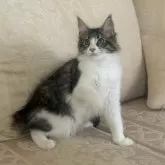 メインクーン【神奈川県・女の子・2025年2月27日・ブラウンマッカレルタビー&ホワイト】の写真12