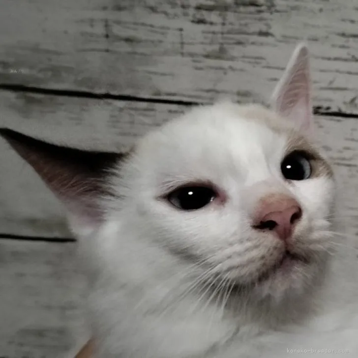 ID：2309-03041の子猫