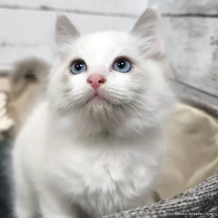 ID：2410-02198の子猫