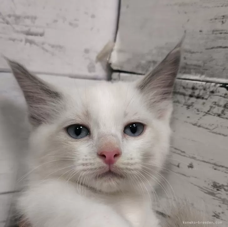 ID：2405-02542の子猫