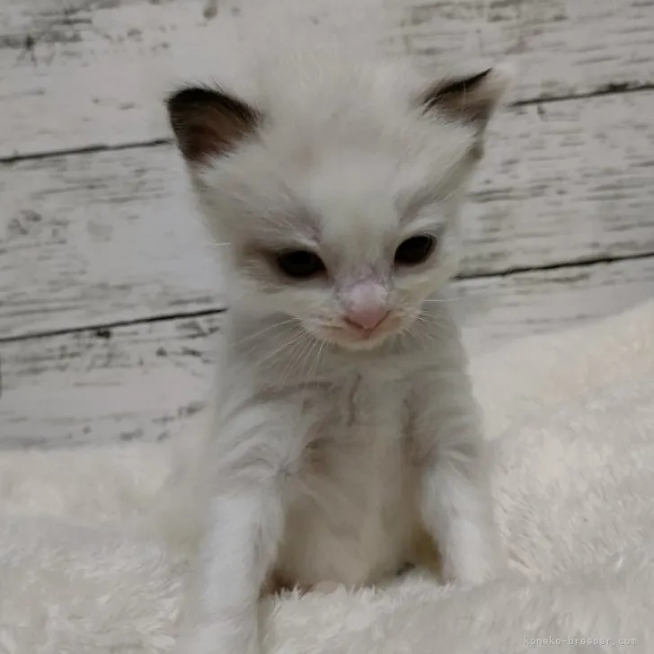 ID:2303-02629の子猫