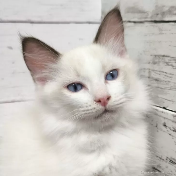 ID：2405-03372の子猫