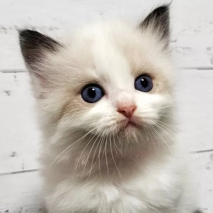 ID:2403-02979の子猫