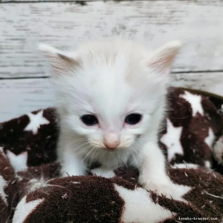 ID:2210-01615の子猫