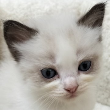 ラグドール【広島県・女の子・2023年11月23日・シールポイントバイカラー】の写真「何事にも興味津々な女の子💕」