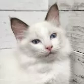 ラグドール【広島県・男の子・2024年4月12日・ブルーポイントバイカラー】の写真1