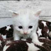 ラグドール【広島県・女の子・2022年9月20日・ブルーポイントバイカラー】の写真1「10月23日撮影」