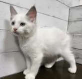 ラグドール【広島県・女の子・2024年4月12日・ブルーポイントバイカラー】の写真2