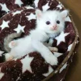 ラグドール【広島県・女の子・2022年9月20日・ブルーポイントバイカラー】の写真2「10月23日撮影」