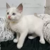 ラグドール【広島県・女の子・2024年4月12日・ブルーポイントバイカラー】の写真3