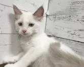 ラグドール【広島県・女の子・2024年4月12日・ブルーポイントバイカラー】の写真4