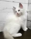 ラグドール【広島県・女の子・2024年4月12日・ブルーポイントバイカラー】の写真5