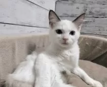 ラグドール【広島県・女の子・2025年6月6日・シールポイントバイカラー】の写真12