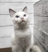 ラグドール【広島県・女の子・2025年6月6日・シールポイントバイカラー】の写真8