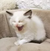 ラグドール【広島県・女の子・2025年10月31日・シールポイントバイカラー】の写真12