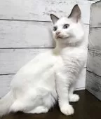 ラグドール【広島県・女の子・2025年6月6日・シールポイントバイカラー】の写真4