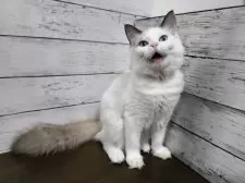 ラグドール【広島県・女の子・2025年6月6日・シールポイントバイカラー】の写真4