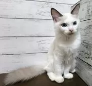 ラグドール【広島県・女の子・2025年6月6日・シールポイントバイカラー】の写真3