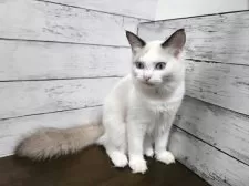 ラグドール【広島県・女の子・2025年6月6日・シールポイントバイカラー】の写真3