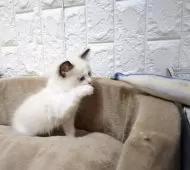 ラグドール【広島県・女の子・2025年10月31日・シールポイントバイカラー】の写真14