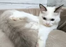 ラグドール【広島県・女の子・2025年6月6日・シールポイントバイカラー】の写真5