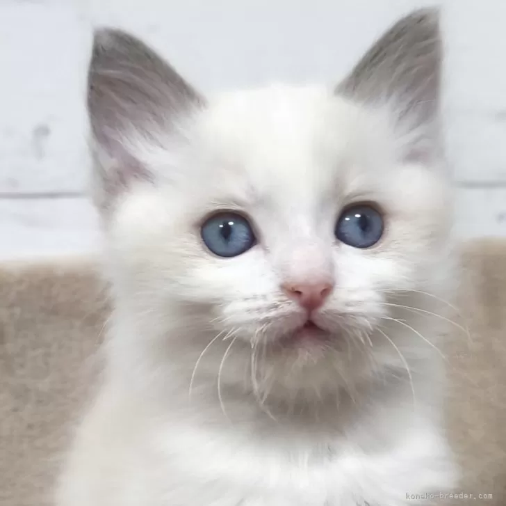 ID:2503-01697の子猫