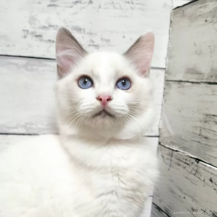 K.K 様のお迎えした子猫