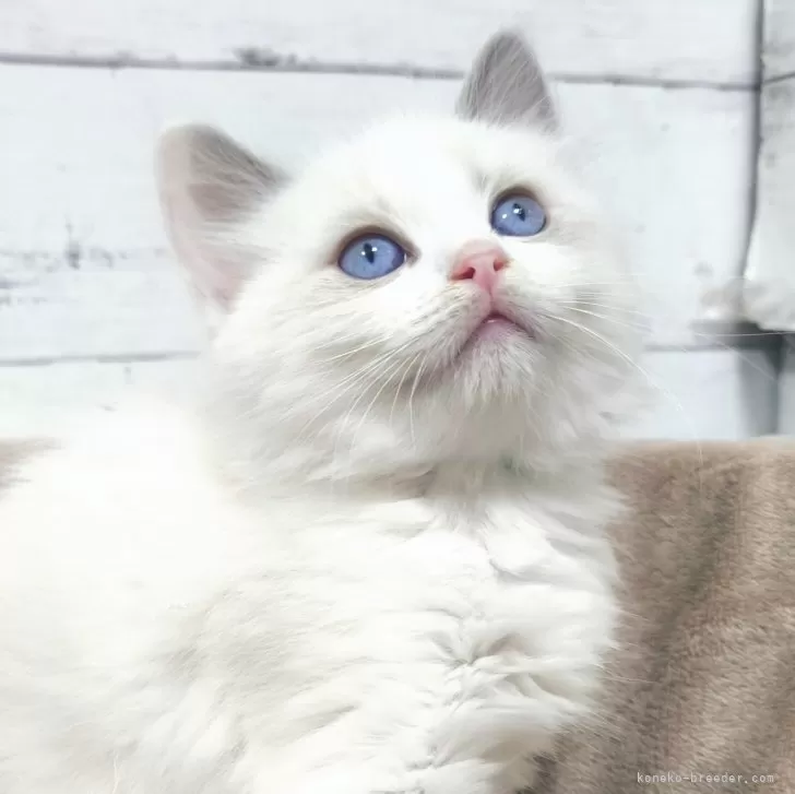 ID:2501-02168の子猫