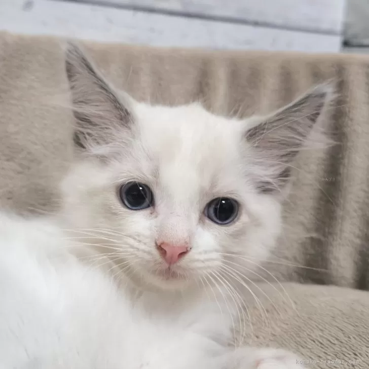 ID：2505-01278の子猫