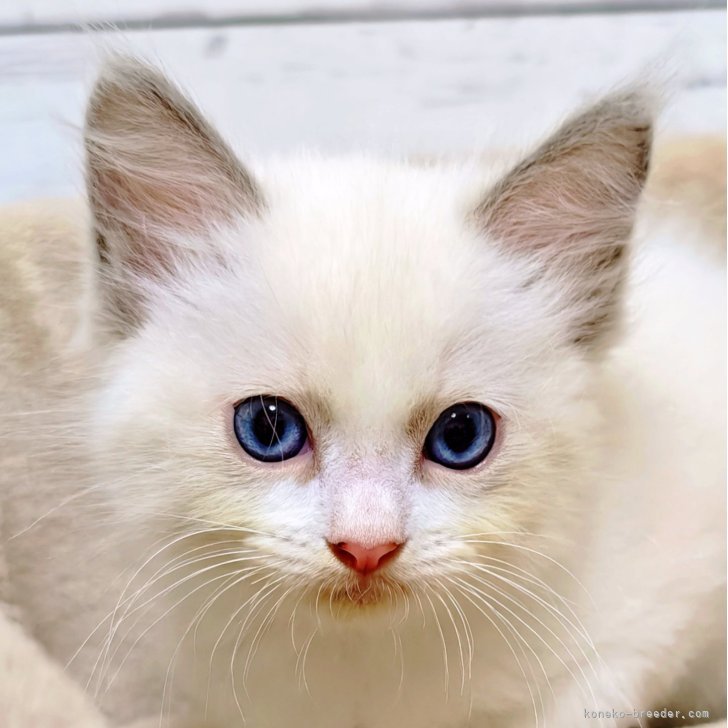 ブリーダー画像