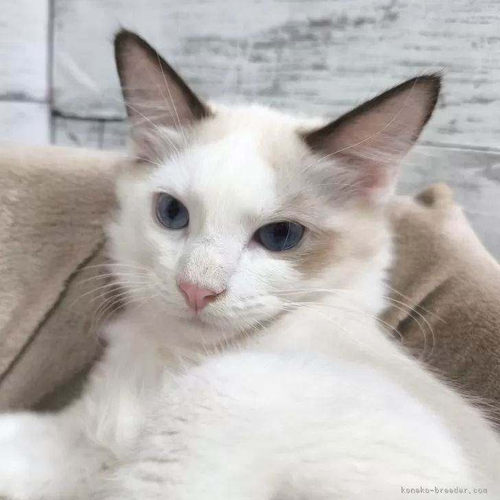 ID：2507-02888の子猫