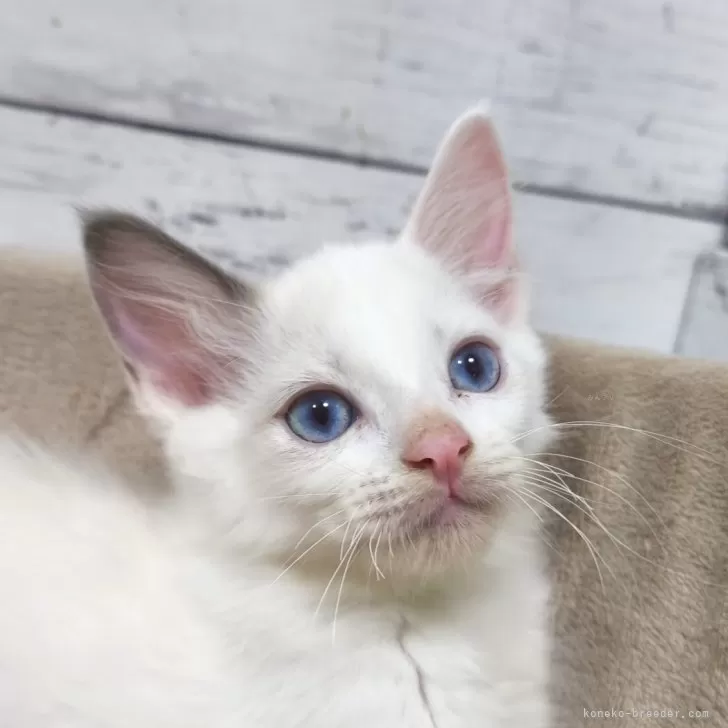 ID：2506-03224の子猫