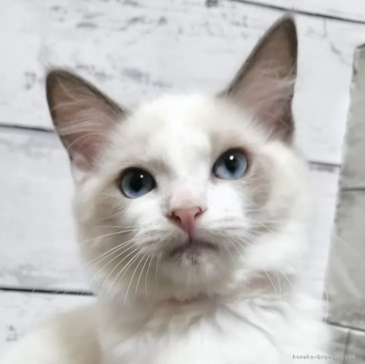 らぐ 様のお迎えした子猫